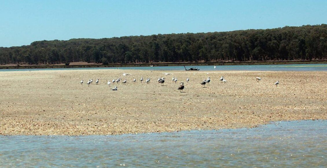 لؤلؤات المروج